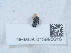  ( - NHMUK015995616)  @11 [ ] Unspecified (default): All Rights Reserved  Unspecified Unspecified