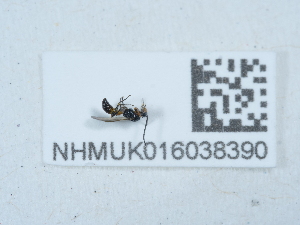  (Aphidius asteris - NHMUK016038390)  @11 [ ] Unspecified (default): All Rights Reserved  Unspecified Unspecified
