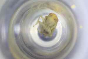  ( - BGE_TOL-BGEP-066_D8)  @11 [ ] CreativeCommons - Attribution Non-Commercial Share-Alike (2024) KZBiH, University of Lodz Department of Invertebrate Zoology and Hydrobiology, University of Lodz