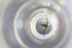  ( - BGE_TOL-BGEP-066_E3)  @11 [ ] CreativeCommons - Attribution Non-Commercial Share-Alike (2024) KZBiH, University of Lodz Department of Invertebrate Zoology and Hydrobiology, University of Lodz