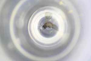  ( - BGE_TOL-BGEP-080_G2)  @11 [ ] CreativeCommons - Attribution Non-Commercial Share-Alike (2024) KZBiH, University of Lodz Department of Invertebrate Zoology and Hydrobiology, University of Lodz