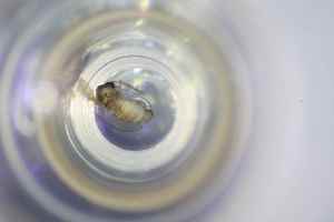  ( - BGE_TOL-BGEP-088_E4)  @11 [ ] CreativeCommons - Attribution Non-Commercial Share-Alike (2024) KZBiH, University of Lodz Department of Invertebrate Zoology and Hydrobiology, University of Lodz