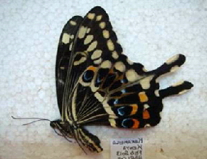  (Papilio lormieri - SCABRIPaper1001)  @11 [ ] CreativeCommons - Attribution (2013) CBG Photography Group Centre for Biodiversity Genomics
