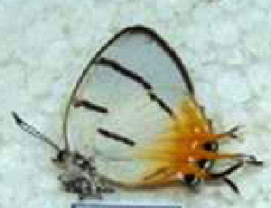  (Syrmoptera melanomitra - SCABRIPaper1029)  @12 [ ] CreativeCommons - Attribution (2013) CBG Photography Group Centre for Biodiversity Genomics