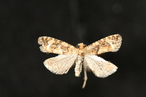  ( - Dun-08-300)  @12 [ ] Unspecified (default): All Rights Reserved  Unspecified Unspecified