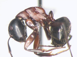  (Camponotus novaeboracensis - HF2009.009)  @13 [ ] Unspecified (default): All Rights Reserved  Unspecified Unspecified