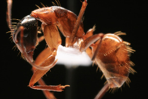  (Camponotus castaneus - NCSU-DF0016)  @15 [ ] Unspecified (default): All Rights Reserved  Unspecified Unspecified