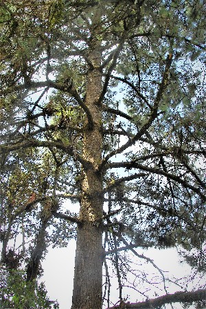  (Pinus montezumae - AVM73)  @11 [ ] CreativeCommons - Attribution Non-Commercial Share-Alike (2019) Rafael F. del Castillo Instituto Politécnico Nacional