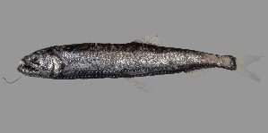  (Astronesthes chrysophekadion - SPR22_095)  @11 [ ] by-nc-sa (2023) SAIAB SAIAB
