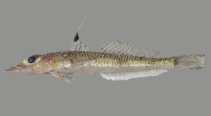  (Bembrops nematopterus - SPR22_326)  @11 [ ] by-nc-sa (2023) SAIAB SAIAB