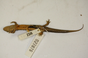  (Desmognathus carolinensis - MCZ Herp A-146087)  @11 [ ] Unspecified (default): All Rights Reserved  Unspecified Unspecified