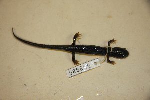  (Plethodon kisatchie - USNM 553985)  @11 [ ] CreativeCommons - Attribution (2013) Unspecified Centre for Biodiversity Genomics
