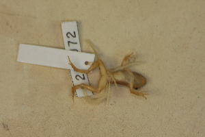  (Eleutherodactylus guttilatus - USNM 269072)  @11 [ ] Copyright (2013) Unspecified Centre for Biodiversity Genomics