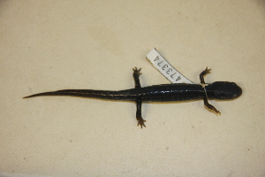  (Plethodon savannah - USNM 473354)  @11 [ ] CreativeCommons - Attribution (2013) Unspecified Centre for Biodiversity Genomics