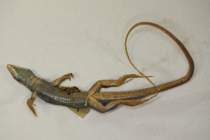  (Aspidoscelis - MCZ Herp R-15585)  @11 [ ] CreativeCommons - Attribution (2013) Unspecified Centre for Biodiversity Genomics