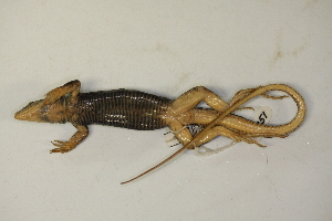  (Aspidoscelis gularis - MCZ Herp R-78581)  @11 [ ] CreativeCommons - Attribution (2013) Unspecified Centre for Biodiversity Genomics