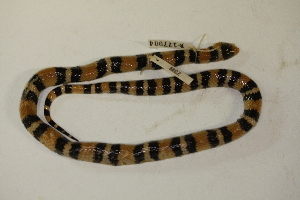  (Lampropeltis elapsoides - MCZ Herp R-177904)  @11 [ ] CreativeCommons - Attribution (2013) Unspecified Centre for Biodiversity Genomics