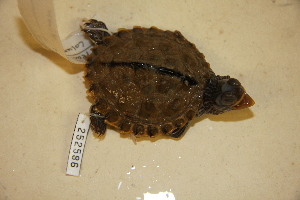  ( - USNM 252586)  @11 [ ] CreativeCommons - Attribution (2013) Unspecified Centre for Biodiversity Genomics