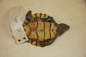  ( - USNM 252586)  @11 [ ] CreativeCommons - Attribution (2013) Unspecified Centre for Biodiversity Genomics