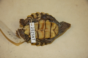  ( - USNM 252587)  @11 [ ] CreativeCommons - Attribution (2013) Unspecified Centre for Biodiversity Genomics