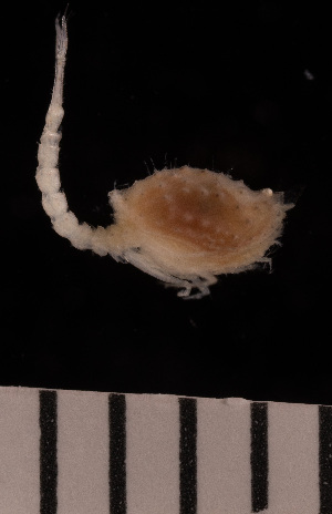  (Campylaspis n. sp - 4485.1E)  @11 [ ] by-nc-nd (2023) Sarah Gerken University of Alaska Anchorage