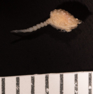  (Campylaspis maculata - x4810A.1E)  @11 [ ] by-nc-nd (2023) Sarah Gerken University of Alaska Anchorage