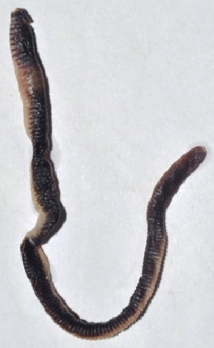  ( - E4WGKD27)  @12 [ ] Copyright (2015) PHCDBS Paul Hebert Center for DNA Barcoding and Biodiversity Studies