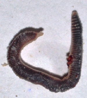  ( - E4MHI30)  @12 [ ] Copyright (2015) PHCDBS Paul Hebert Center for DNA Barcoding and Biodiversity Studies