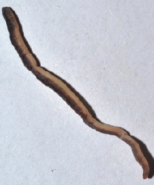  ( - E3NMDH15)  @12 [ ] Copyright (2015) PHCDBS Paul Hebert Center for DNA Barcoding and Biodiversity Studies