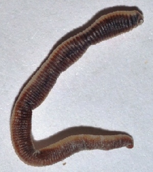  ( - E3NMDH16)  @12 [ ] Copyright (2015) PHCDBS Paul Hebert Center for DNA Barcoding and Biodiversity Studies