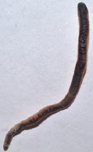  ( - E3NMDH18)  @12 [ ] Copyright (2015) PHCDBS Paul Hebert Center for DNA Barcoding and Biodiversity Studies