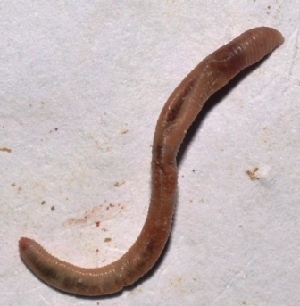  ( - E5MMK7)  @12 [ ] Copyright (2015) PHCDBS Paul Hebert Center for DNA Barcoding and Biodiversity Studies