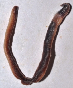  ( - E5MSU7)  @12 [ ] Copyright (2015) PHCDBS Paul Hebert Center for DNA Barcoding and Biodiversity Studies