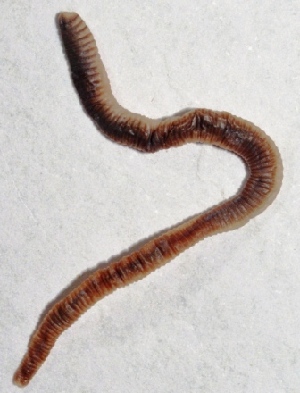  ( - E5WGCP11)  @12 [ ] Copyright (2015) PHCDBS Paul Hebert Center for DNA Barcoding and Biodiversity Studies