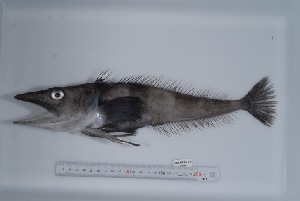  (Chionobathyscus - si280n2119)  @13 [ ] Copyright (2008) MNHN-CEAMARC Muséum national d'Histoire naturelle, CEAMARC