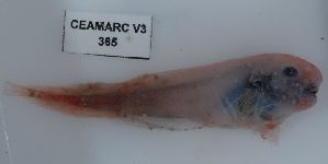  (Paraliparis charcoti - sin365)  @13 [ ] Copyright (2008) MNHN-CEAMARC Muséum national d'Histoire naturelle, CEAMARC