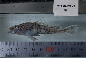  (Pogonophryne sp. 2 - si6n60)  @14 [ ] Copyright (2008) MNHN-CEAMARC Muséum national d'Histoire naturelle, CEAMARC