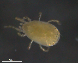  (Typhlodromus nodosella - BIOUG01729-E09)  @14 [ ] CreativeCommons - Attribution (2013) Monica Young Centre for Biodiversity Genomics