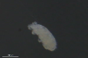  ( - BIOUG01946-G05)  @12 [ ] CreativeCommons - Attribution (2013) Monica Young Centre for Biodiversity Genomics
