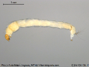  ( - EBAI-Ch108)  @12 [ ] CreativeCommons - Attribution Non-Commercial Share-Alike (2016) NTNU University Museum, Department of Natural History NTNU University Museum, Department of Natural History
