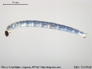  (Cardiocladius capucinus - EBAI-Ch115)  @11 [ ] CreativeCommons - Attribution Non-Commercial Share-Alike (2016) NTNU University Museum, Department of Natural History NTNU University Museum, Department of Natural History