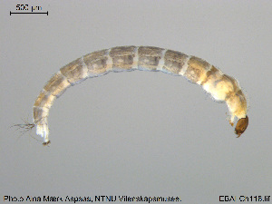  ( - EBAI-Ch116)  @12 [ ] CreativeCommons - Attribution Non-Commercial Share-Alike (2016) NTNU University Museum, Department of Natural History NTNU University Museum, Department of Natural History