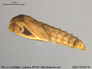  (Diamesa latitarsis - EBAI-Ch128)  @13 [ ] CreativeCommons - Attribution Non-Commercial Share-Alike (2016) NTNU University Museum, Department of Natural History NTNU University Museum, Department of Natural History