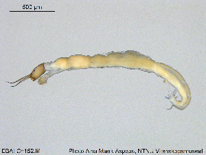  ( - EBAI-Ch152)  @12 [ ] Creative Commons  Attribution Non-Commercial Share-Alike (2016) NTNU University Museum, Department of Natural History NTNU University Museum, Department of Natural History