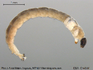  ( - EBAI-Ch043)  @12 [ ] CreativeCommons - Attribution Non-Commercial Share-Alike (2016) NTNU University Museum, Department of Natural History NTNU University Museum, Department of Natural History