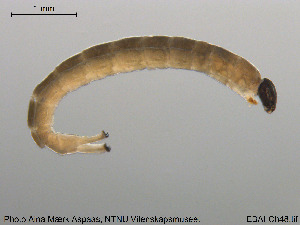  ( - EBAI-Ch048)  @12 [ ] CreativeCommons - Attribution Non-Commercial Share-Alike (2016) NTNU University Museum, Department of Natural History NTNU University Museum, Department of Natural History