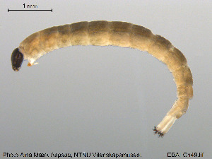  ( - EBAI-Ch049)  @12 [ ] CreativeCommons - Attribution Non-Commercial Share-Alike (2016) NTNU University Museum, Department of Natural History NTNU University Museum, Department of Natural History