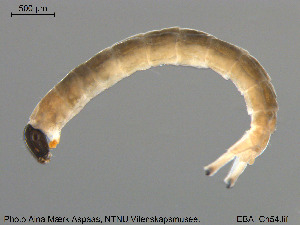  ( - EBAI-Ch054)  @12 [ ] CreativeCommons - Attribution Non-Commercial Share-Alike (2016) NTNU University Museum, Department of Natural History NTNU University Museum, Department of Natural History