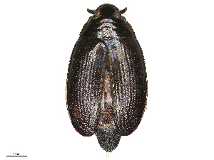  ( - BIOUG01003-F09)  @11 [ ] CreativeCommons - Attribution (2020) CBG Photography Group Centre for Biodiversity Genomics