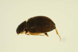  ( - BIOUG01006-H02)  @12 [ ] CreativeCommons - Attribution (2010) Centre for Biodiversity Genomics Centre for Biodiversity Genomics